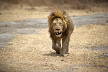 Big lion walking towards the camera in Tanzania