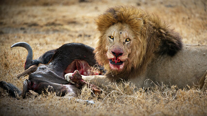 Lion with a bloody face eating its prey in Tanzania © Alex254/Wirestock Creators