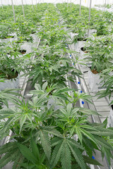 A large number of cannabis flowers at indoor legal farm
