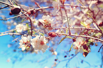 background of spring cherry blossoms tree. selective focus