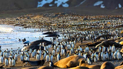 Gordijnen Group of penguins in South Georgia © Alex254/Wirestock Creators