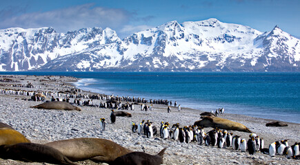Group of penguins in South Georgia
