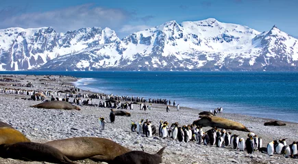 Crédence de cuisine en verre imprimé Antarctique Group of penguins in South Georgia