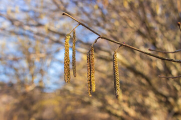 Catkins on branch. Springtime concept. Beauty in nature, close up. Early spring landscape. Nature in details. Spring nature. Spring allergy pollen. 