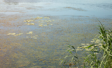Banks of the Oka river in summer