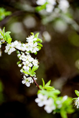 Blossoming branch of cherry, sakura. White spring flowers on the tree