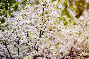 Blooming cherries in the spring garden. gentle background with flowering trees