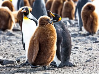 Group of different penguin species in South Georgia © Alex254/Wirestock Creators