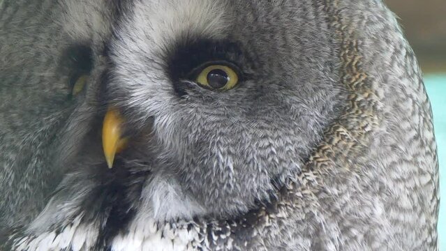 Wild Grey Owl turning head in Super slow motion outdoors in Wilderness,Macro close up