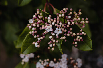Laurustine blooming flowers