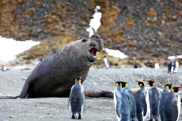 Large Walrus And Group Emperor