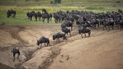 Group of buffalos in Masai Mara, Kenya