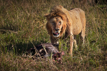 Lion eating its prey in Masai Mara, Kenya