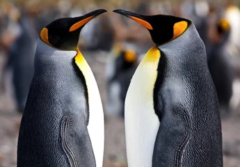Foto op Canvas Coupleof penguins in South Georgia © Alex254/Wirestock Creators