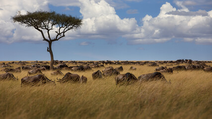 Group of buffalos in Masai Mara, Kenya