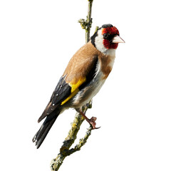 Stieglitz im Ansitz auf einem Zweig freigestellt