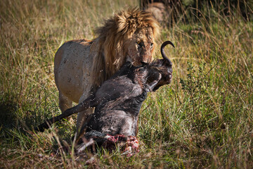 Lion carrying the corpse of a wildebeest in a field in Masai Mara, Kenya