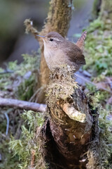Obraz premium Winter Wren
