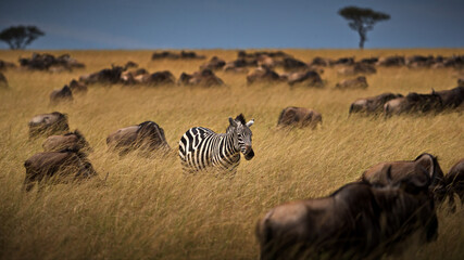 Fi with zebras in the wildebeest herd in Masai Mara, Kenya during daylight © Alex254/Wirestock Creators