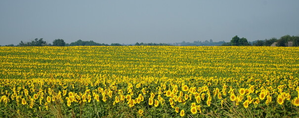 Yellow blooming sunflowers. Blue sky over sunflowers.