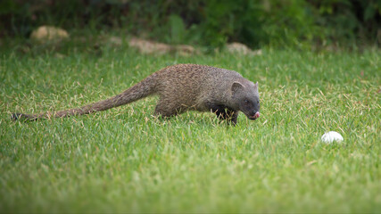 Closeup of a mongoose and an egg in a forest on a sunny day in Israel