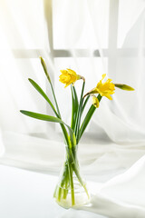bouquet of daffodils on a white background by the window, cover