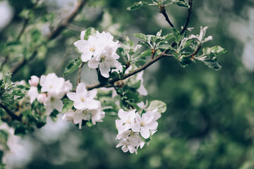 Apple tree blossom with white flowers