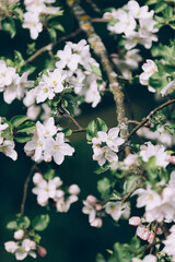 Apple tree blossom with tiny white flowers