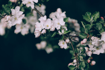 Apple tree blossom with tiny white flowers on dark green background