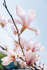 Pink magnolia flowers blossom in spring