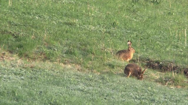hare on a meadow in summer