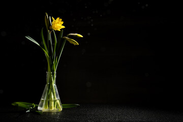 bouquet of daffodils on a black background, colorful still life, 