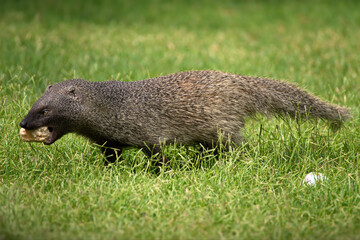 Closeup of a mongoose holding an egg in a forest on a sunny day in Israel