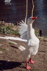 Goose flapping its wings/Oie battant des ailes