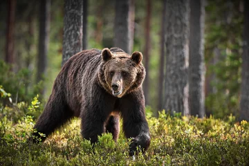 Rolgordijnen Green forest with grizzly bears in Finland during daylight © Alex254/Wirestock Creators