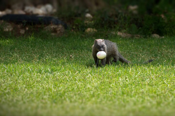 View of an Egyptian mongoose eating a big egg on grassland in Israel