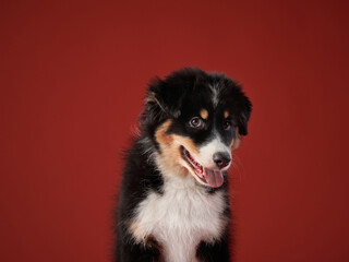 happy puppy on a red background. breed Australian Shepherd. dog studio portrait