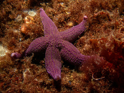A closeup picture of a purple common starfish, common sea star or sugar starfish, Asterias Rubens. Picture from the Weather Islands, Skagerack Sea, Sweden