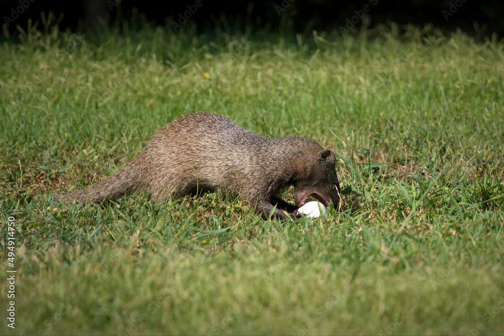 Canvas Prints view of an egyptian mongoose eating a big egg on grassland in israel