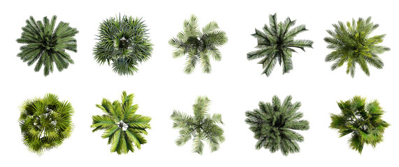 Collection of 3D Top view Green canary palm Trees Isolated on white background , Use for visualization in architectural design	