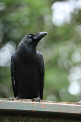 crow on the ground