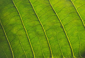 close up leaf texture