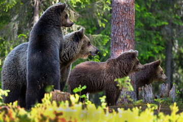 Green forest with grizzly bears in Finland during daylight
