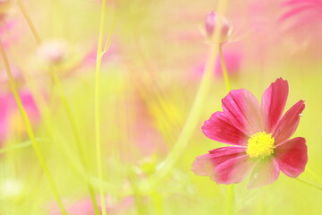 pink flower background