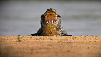 Closeup of a terrifying alligator bellowing in a pond in Pantanal, Brazil
