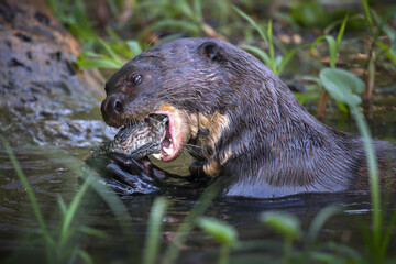 Closeup of a giant otter eating fish in a pond in Pantanal, Brazil