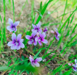 groups of purple flowers blossoms on the field in spring day
