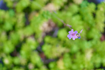 Closeup of the blossomed purple hoary cinquefoil flower - obrazy, fototapety, plakaty