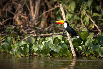 Selective focus shot of a toucan perched on wood in Pantanal, Brasil © Alex254/Wirestock Creators