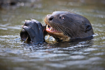 Close-up shot of a Giant otter eating a fish while swimming in the river